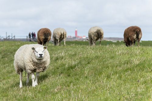 Schapen van Texel