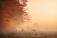Koeien in de mist bij zonsopgang van Marlou Beimers thumbnail