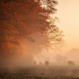 Koeien in de mist bij zonsopgang van Marlou Beimers