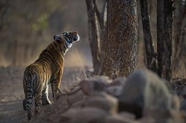 Den Leoparden genau im Auge behalten von Koen Hoekemeijer