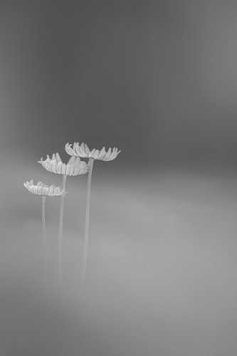 Pieds de lièvre noirs et blancs