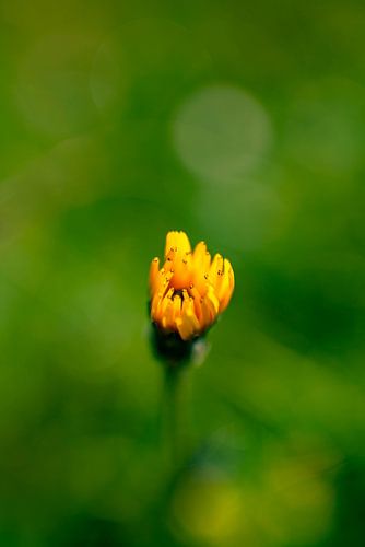 Bloem detail