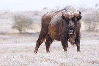 Wisent na een  nachtvorst