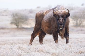 Wisent après une nuit de gel