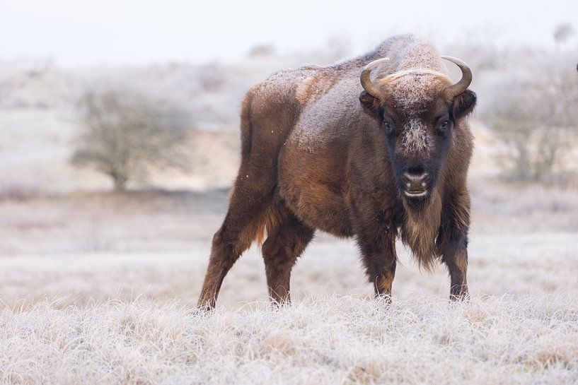Wisent after a night frost by Jan-Willem Mantel