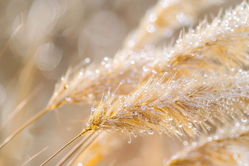 Dew-covered ears of wheat in morning light by Imperial Art House