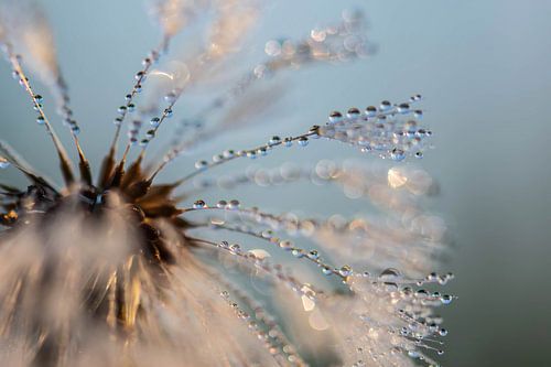 druppeltjes op een rijtje van Tania Perneel