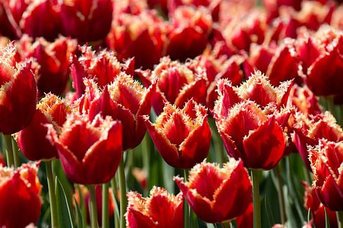 red yellow coloured ornamental tulips in a tulip field