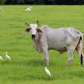 Paysage avec des vaches et des hérons sur Fred Lenting