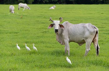 Landschaft mit Kuh und Reihern