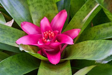 Bloem van een bromelia van Heiko Kueverling