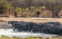 Drinking elephants in Hwange NP, Zimbabwe