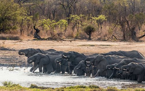 Drinkende olifanten in Hwange NP, Zimbabwe