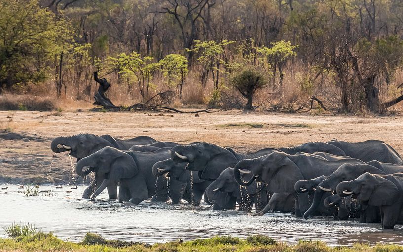 Des éléphants qui boivent dans le PN de Hwange, au Zimbabwe par Paul de Roos