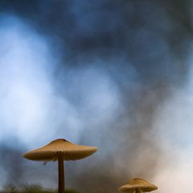 Twee paddenstoelen op bosbodem van Mark Scheper