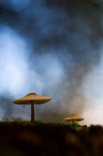 Twee paddenstoelen op bosbodem