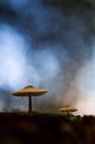 Twee paddenstoelen op bosbodem van Mark Scheper thumbnail