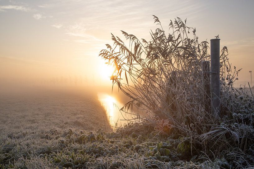Morning stood has gold in its mouth by peterheinspictures