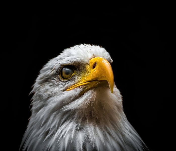 Een zeearend als close-up creatief bewerkt van Wolfgang Unger