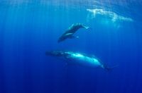Bond between mother and calf