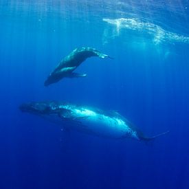 Bond between mother and calf by Joost van Uffelen