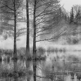 Forêts de Nuenen avec brouillard sur Wendy Hilven