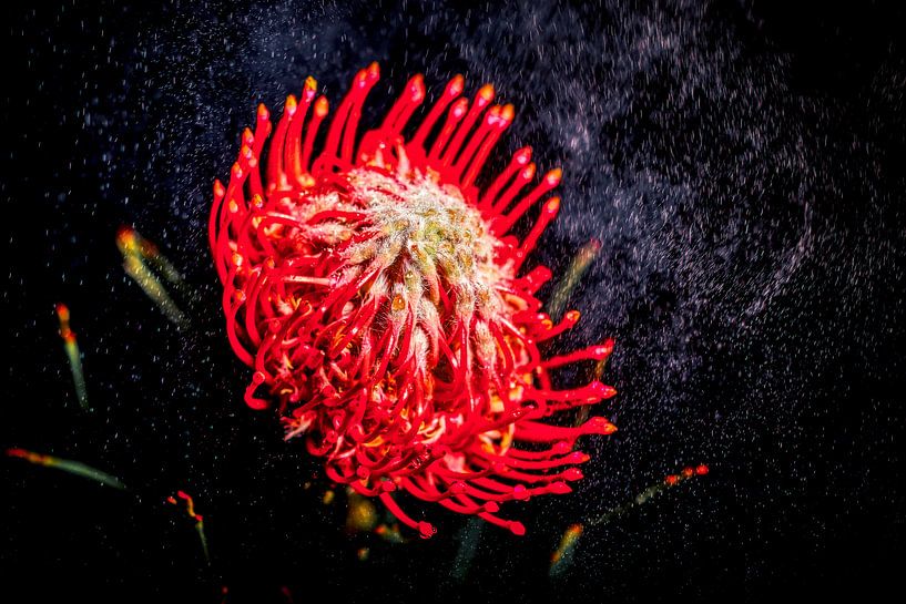 Flower on black background by Liberty Biesma