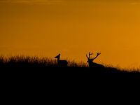 red deer with sunset