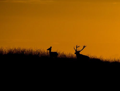 cerf rouge au coucher du soleil