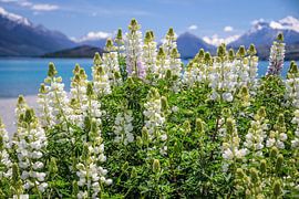 Witte lupines bij het Wakatipu meer, Nieuw Zeeland van Christian Müringer