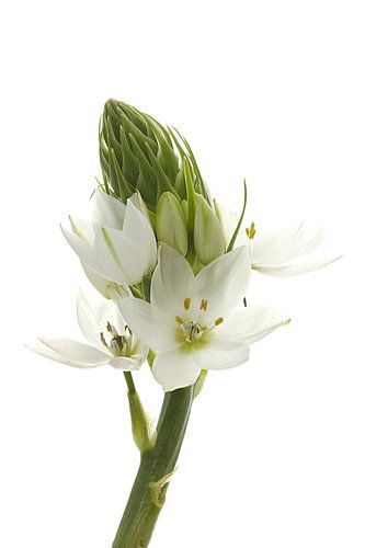 Zuidenwindlelie Ornithogalum thyrsoides