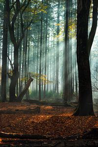 Lichtshow in het Speulderbos