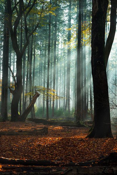 Lichtshow in het Speulderbos van Eelke Brandsma