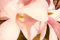 magnolia
