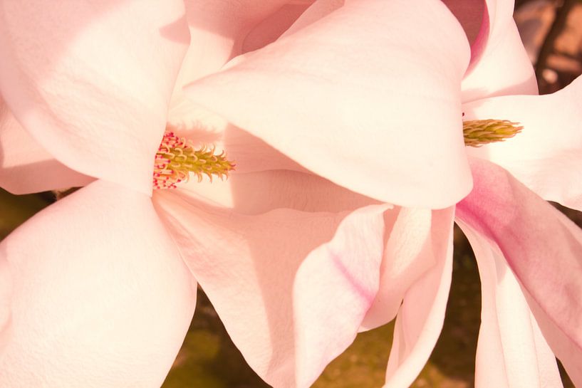 magnolia van sarp demirel