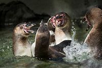 Fighting penguins