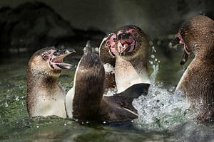 Fighting penguins by Sandra Kuijpers