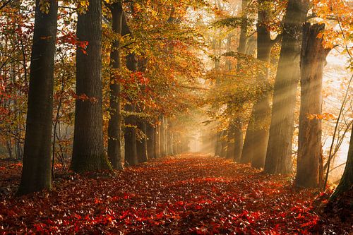 Magische ochtend in de Loonse en Drunense Duinen