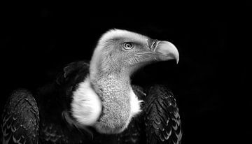 Vale gier, zwart wit fotografie von Rian Verweijmeren