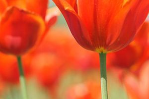 Tulipes rouges sur Carla Mesken-Dijkhoff