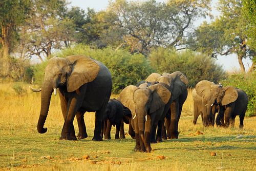 Olifanten familie