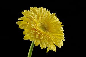 Gerbera