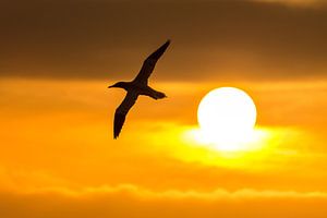 Voyager au soleil comme Icare