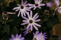Kleine violette Gartenblume
