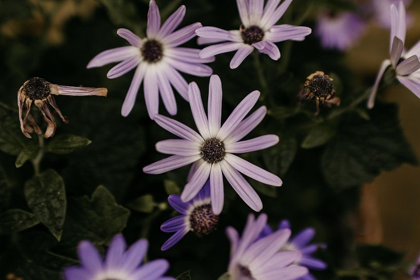 Kleine violette Gartenblume von Carla van Dulmen