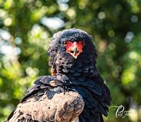 Bateleur