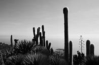 Cactuses von Dana Marin Miniaturansicht