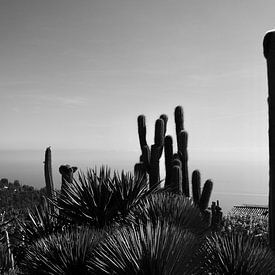 Cactuses sur Dana Marin