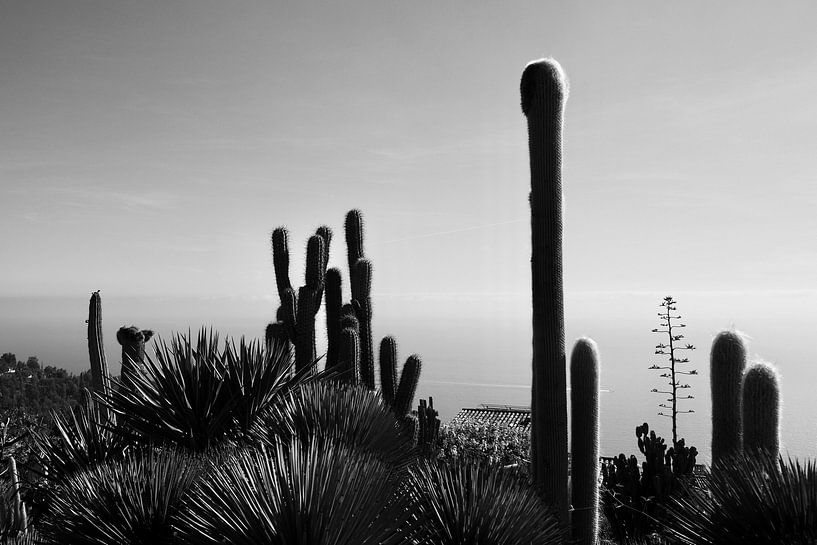 Cactuses van Dana Marin