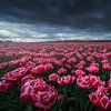 Roze Tulpen van Albert Dros